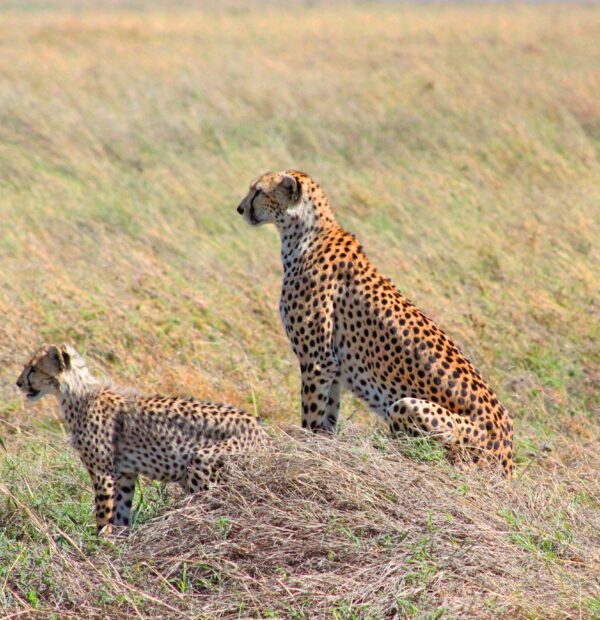 1 Day Tour in Serengeti National Park