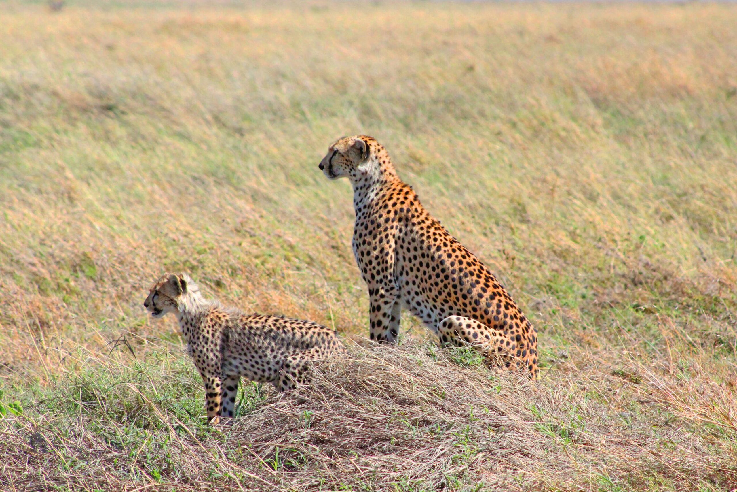 1 Day Tour in Serengeti National Park