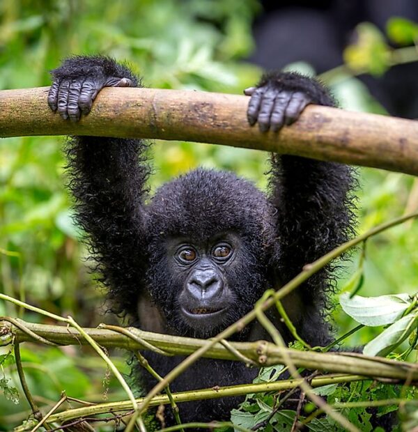 10-Day Tour Uganda Gorillas, Chimps and Wildlife Adventure
