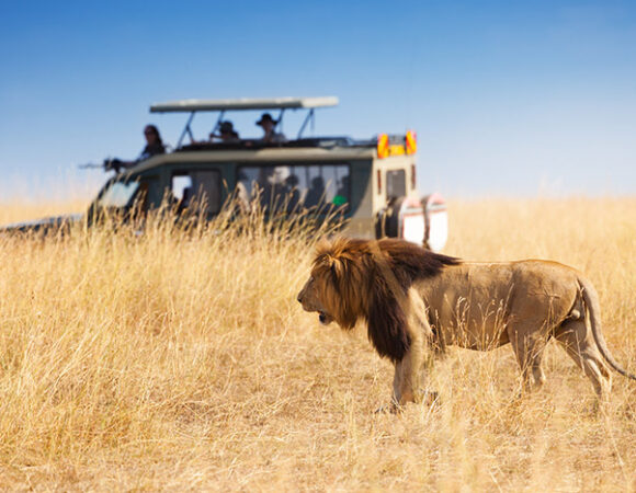 The right and wrong ways to take a safari